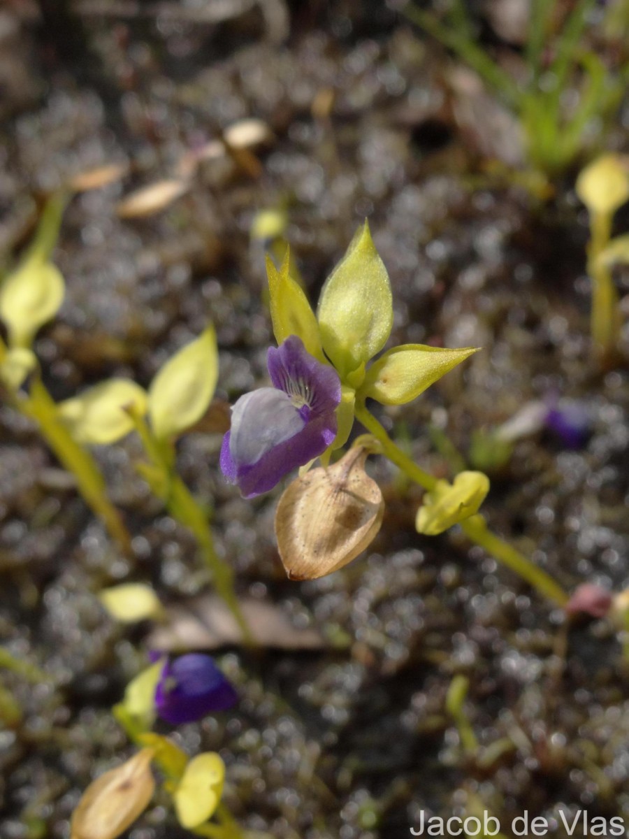 Utricularia polygaloides Edgew.